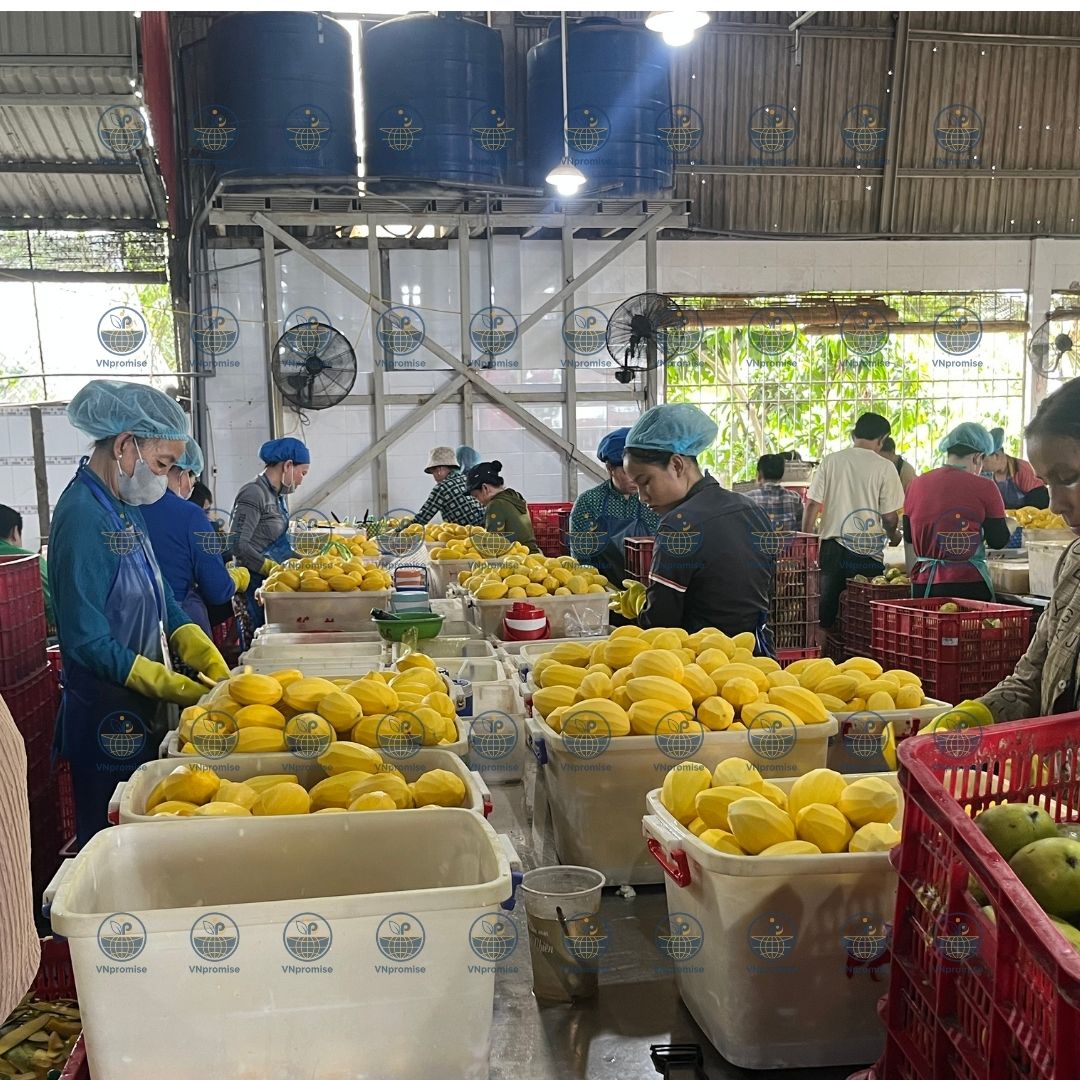 VNPROMSIE OEM ODM Soft dried fruit