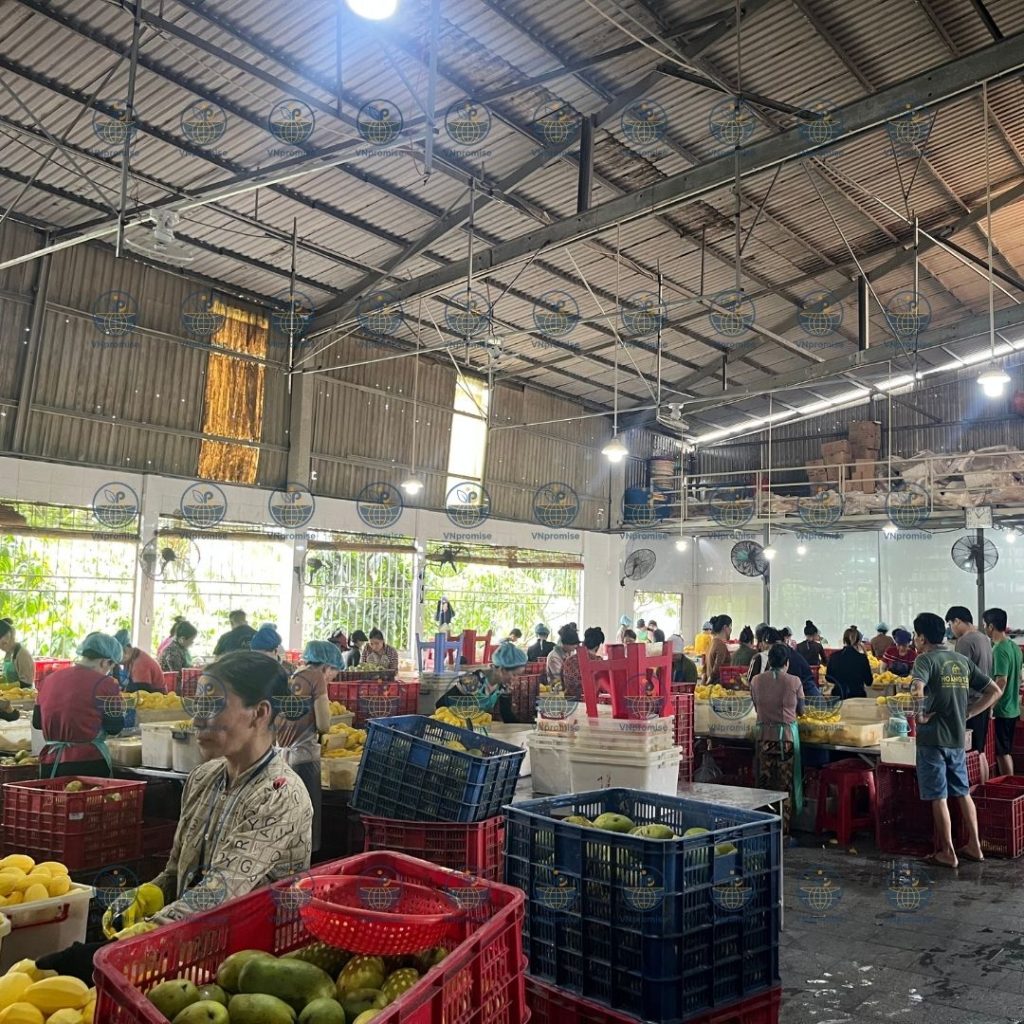 VNPROMSIE OEM ODM Soft dried fruit