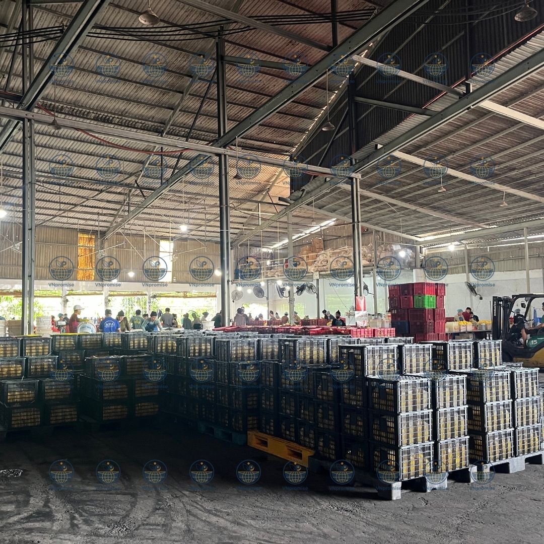 VNPROMSIE OEM ODM Soft dried fruit